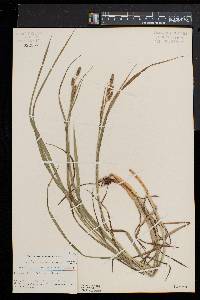 Carex shortiana image