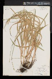 Carex sparganioides image