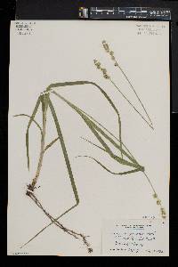 Carex sparganioides image