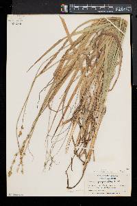 Carex sparganioides image