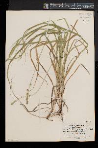 Carex sparganioides image