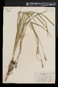 Carex sparganioides image