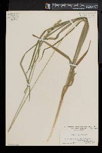 Carex sparganioides image