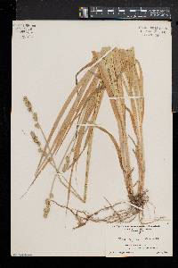 Carex sparganioides image