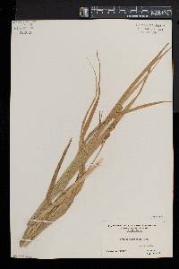 Carex sparganioides image