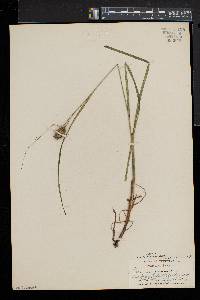 Carex squarrosa image