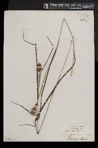 Carex squarrosa image