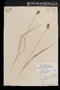 Carex laevivaginata image