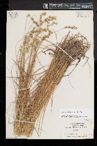 Carex straminea image