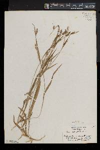Carex striatula image