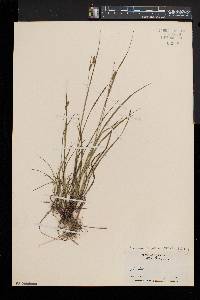 Carex swanii image