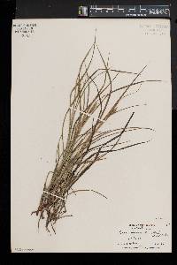 Carex swanii image