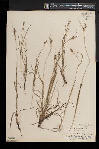 Carex swanii image