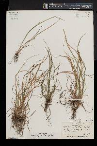 Carex swanii image