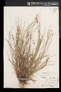 Carex swanii image