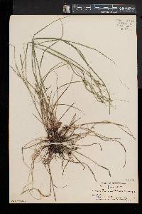 Carex swanii image