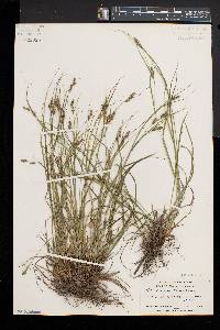 Carex swanii image