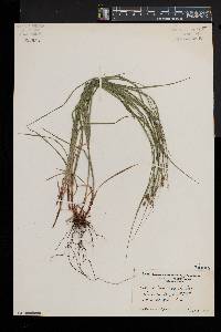 Carex swanii image