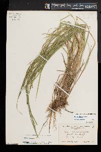 Carex tetanica image