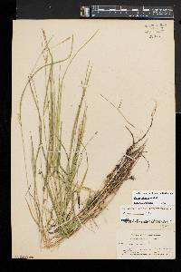 Carex tetanica image