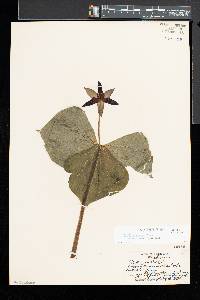 Trillium erectum f. erectum image