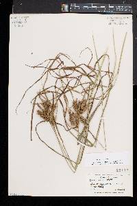 Carex baileyi image