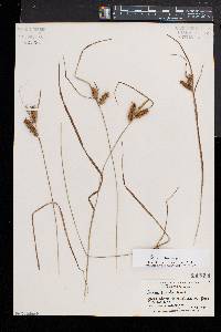 Carex baileyi image