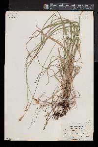 Carex normalis image