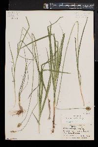 Carex normalis image