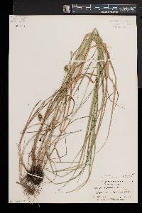 Carex normalis image