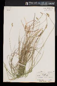 Carex normalis image