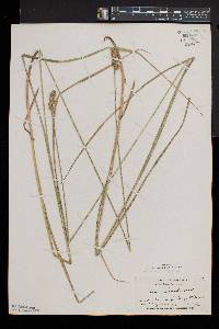 Carex normalis image