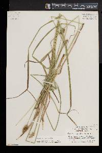 Carex normalis image