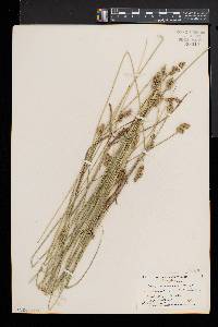 Carex normalis image