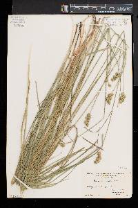 Carex normalis image