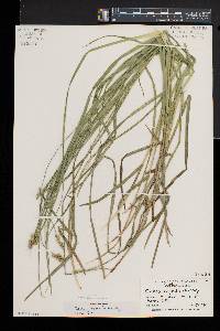 Carex normalis image