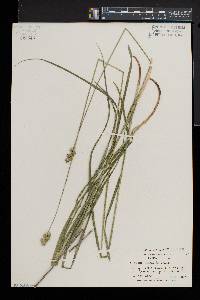 Carex normalis image