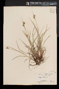 Carex pallescens image