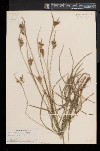 Carex pallescens image