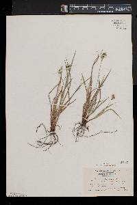 Carex pallescens image