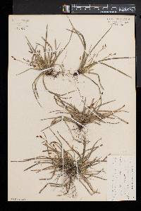 Carex pedunculata image