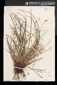 Carex pedunculata image