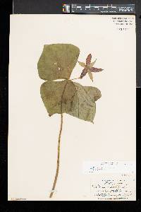 Trillium erectum f. erectum image