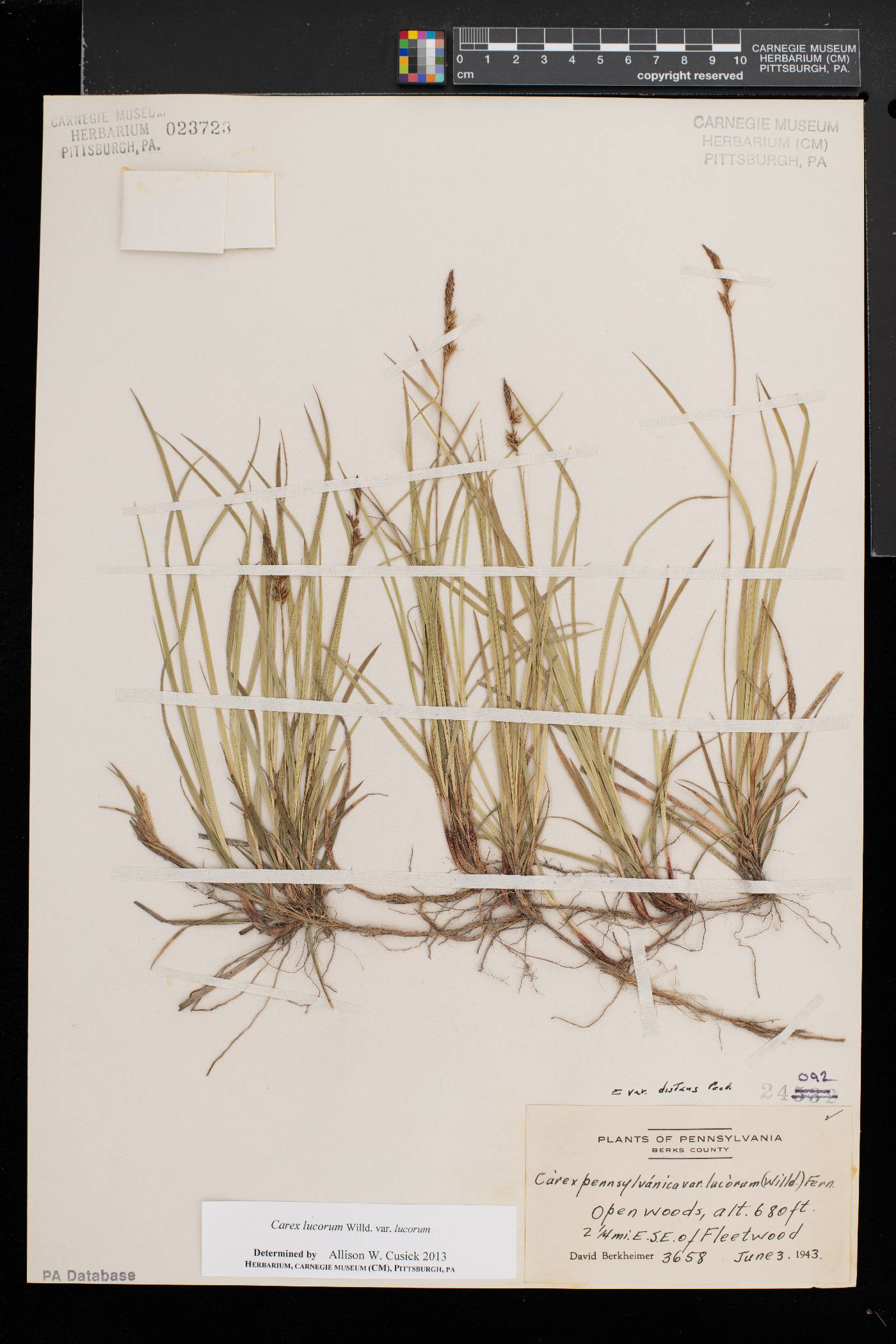 Carex lucorum image