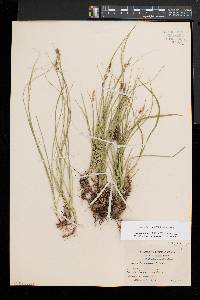 Carex lucorum var. lucorum image