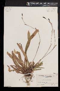 Carex plantaginea image