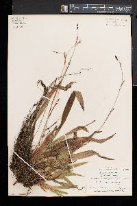 Carex plantaginea image