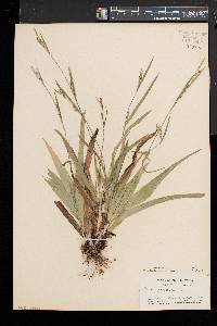 Carex platyphylla image