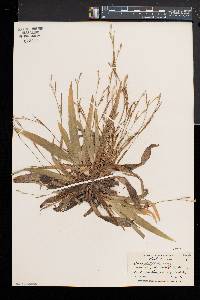 Carex platyphylla image