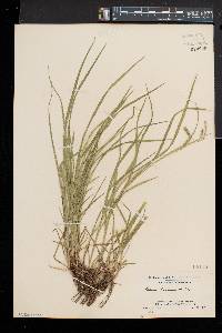 Carex prasina image